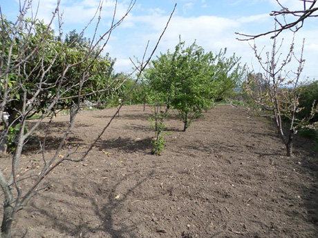 Casa campagna - Oliena