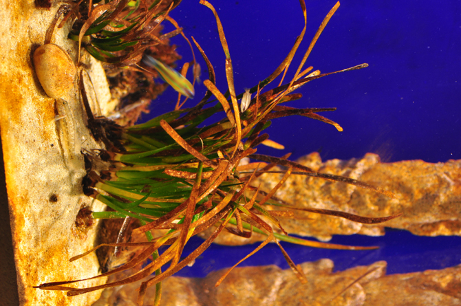 Aquarium Cala Gonone, Becken