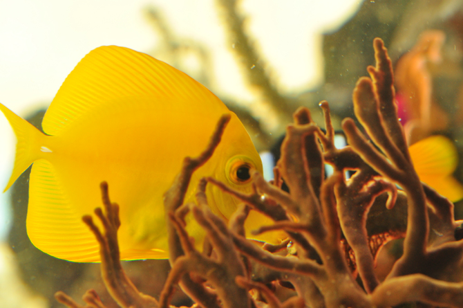 Aquarium Cala Gonone, Meeresumgebung