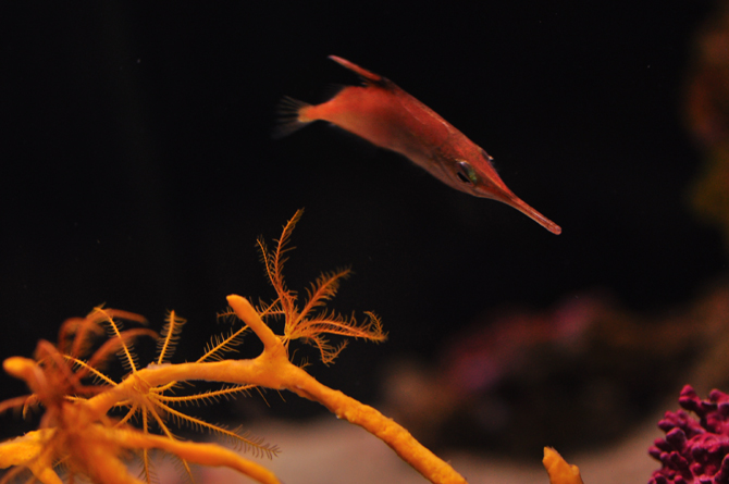 Aquarium Cala Gonone, Innenraum